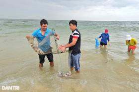 &quot;Lộc biển&quot; tấp vào bờ, người dân vớt một lúc đã kiếm tiền triệu  第3张