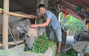 Người trưởng xóm dân tộc Sán Dìu ở Thái Nguyên giúp nhiều bà con có thu nhập ổn định từ nghề làm ván bóc  第5张