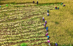 Thứ trưởng Bộ NNPTNT Trần Thanh Nam: Bố trí ở xen ghép, hỗ trợ nhu yếu phẩm ngay cho các hộ dân sau bão lũ