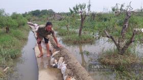 Sau bão số 3, vùng trồng đào cảnh tiền tỷ ở Hải Phòng ngập nước, cây cổ thụ sống dở chết dở