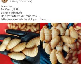 Con 'ngoe nguẩy' trên mâm dù bị cấm vẫn được bán công khai, ví như đặc sản  第1张