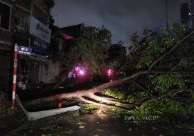 Cảnh tan hoang trên một số tuyến phố sau khi siêu bão Yagi đi qua Hà Nội  第11张